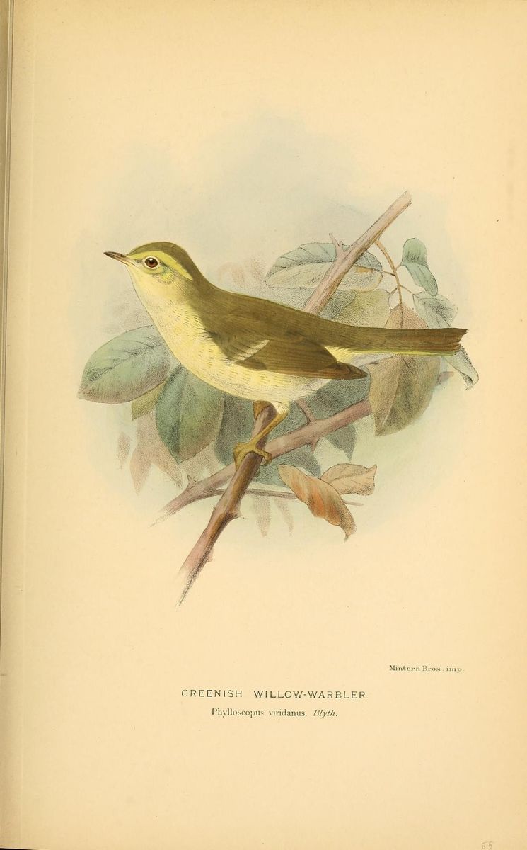 Greenish Warbler