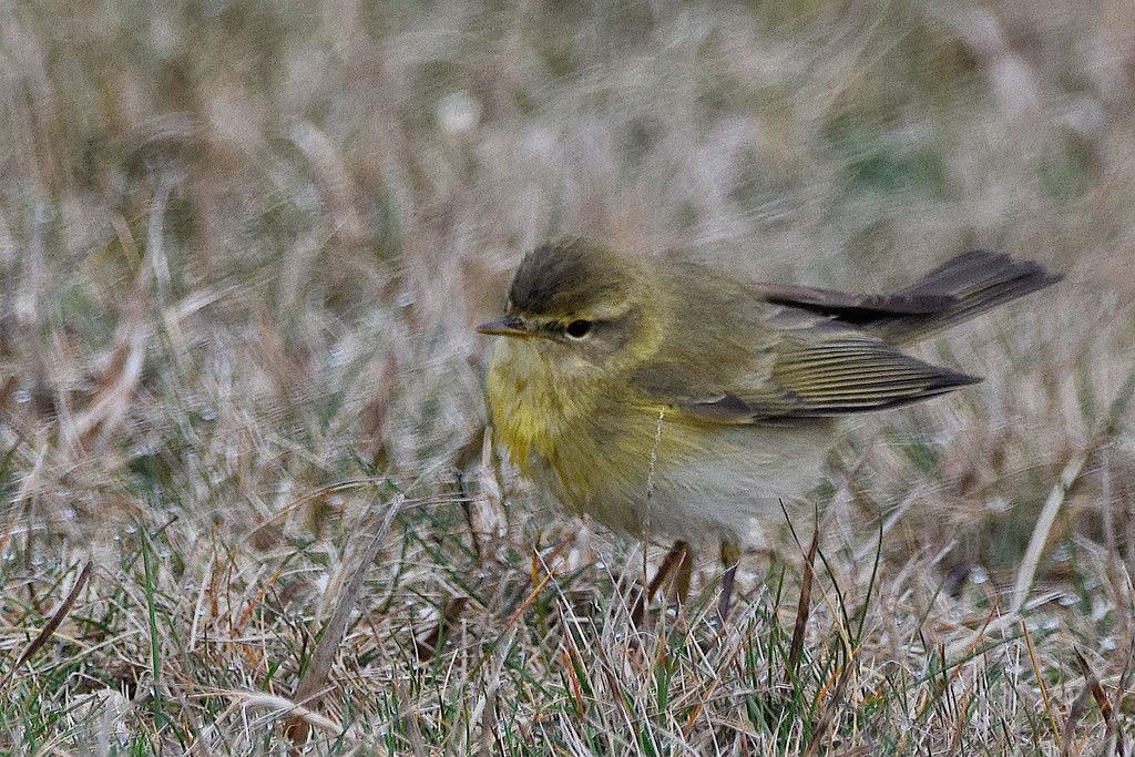 Willow Warbler