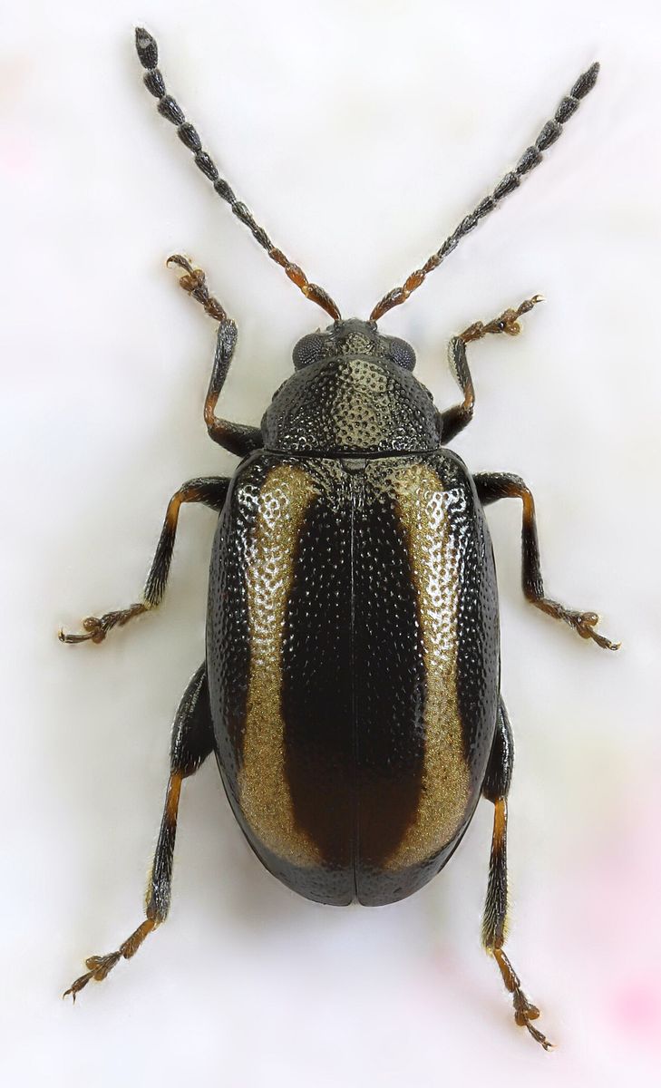 Small Striped Flea Beetle