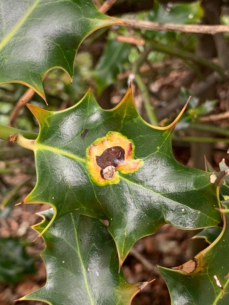 Holly Leaf Gall Fly