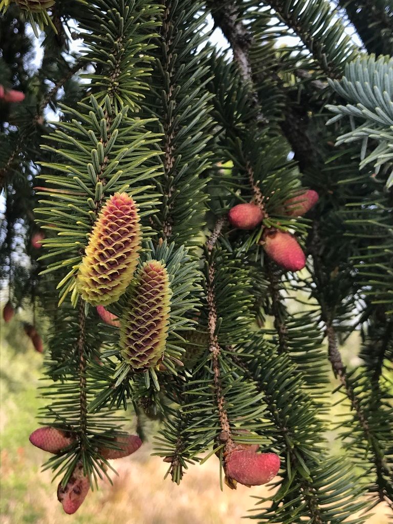 Sitka Spruce