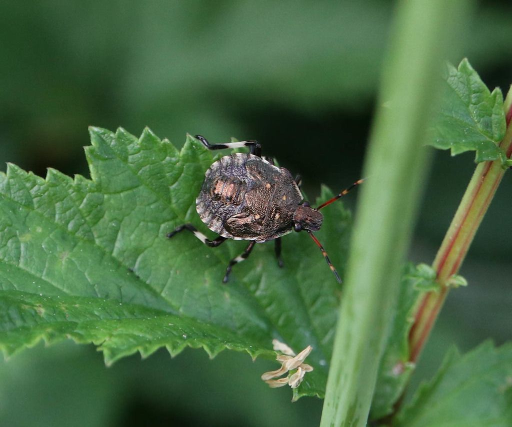 Spiked Shieldbug