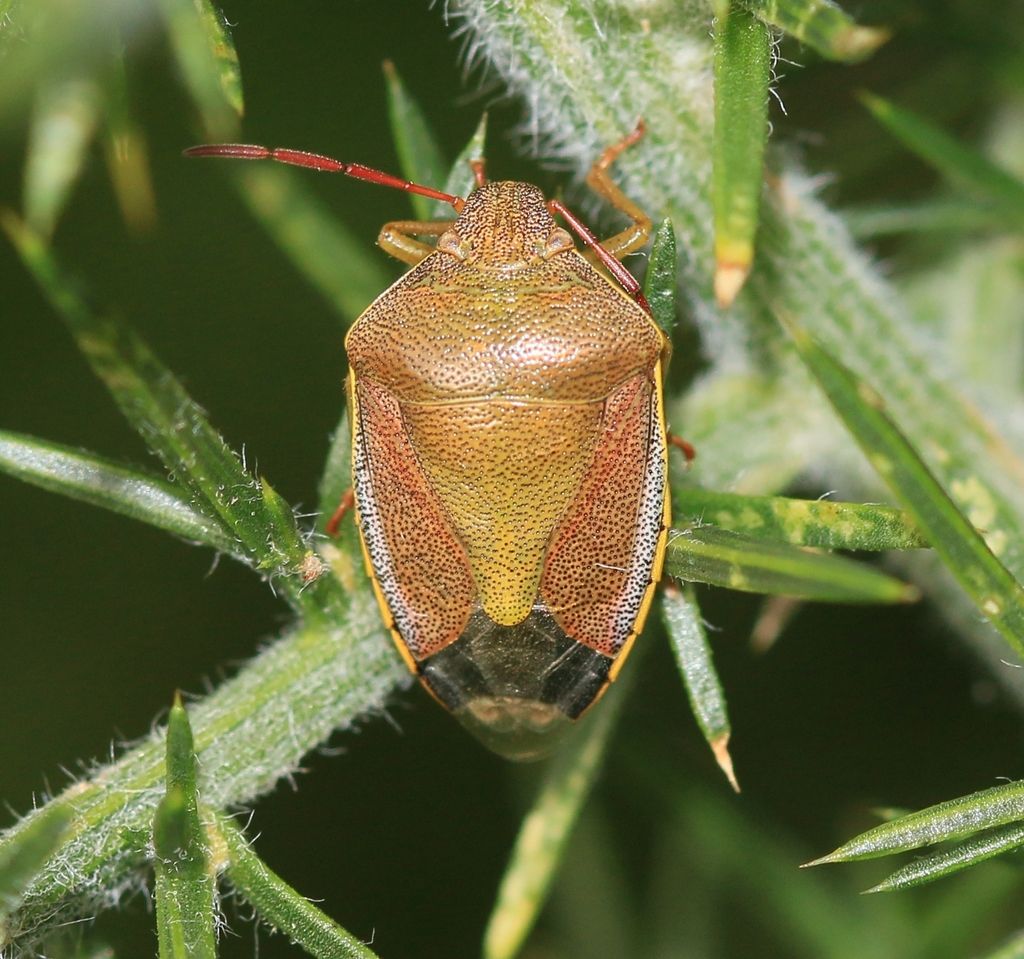 Gorse Shieldbug