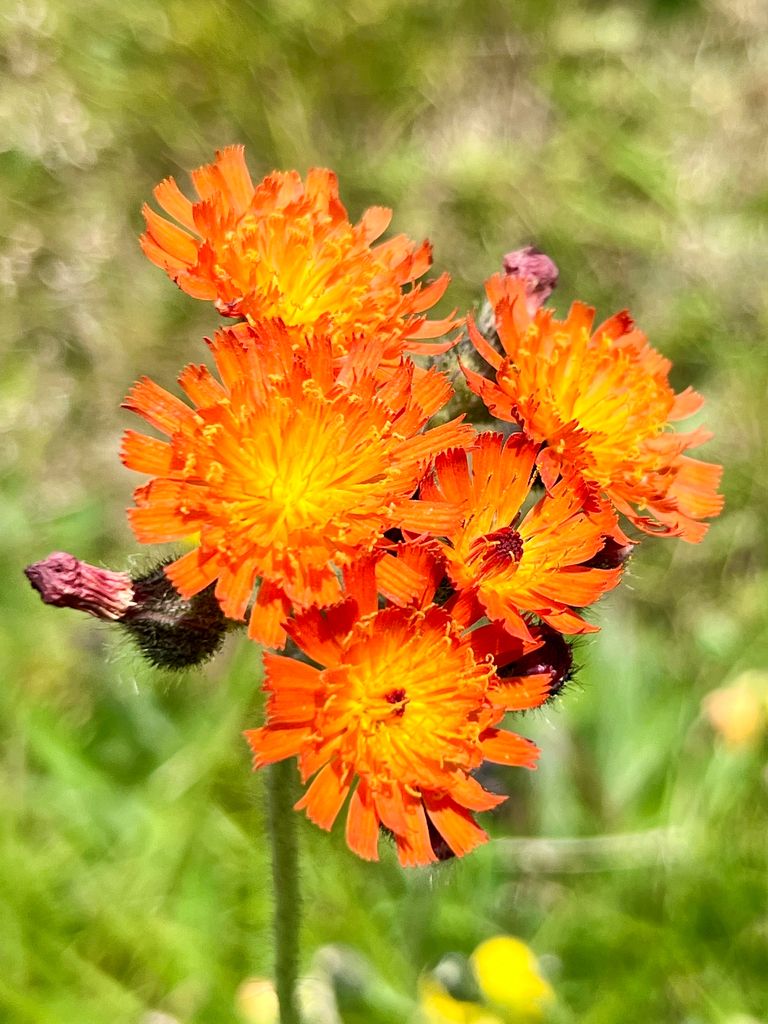 Fox-and-cubs