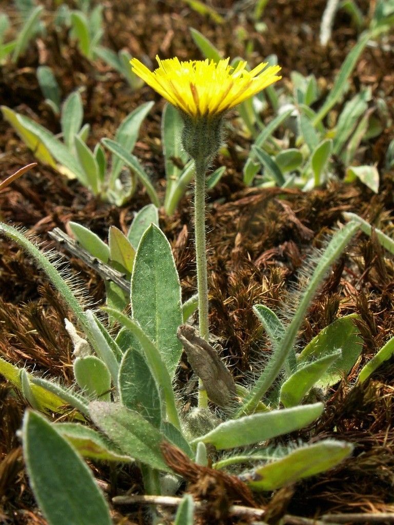 Mouse-ear-hawkweed
