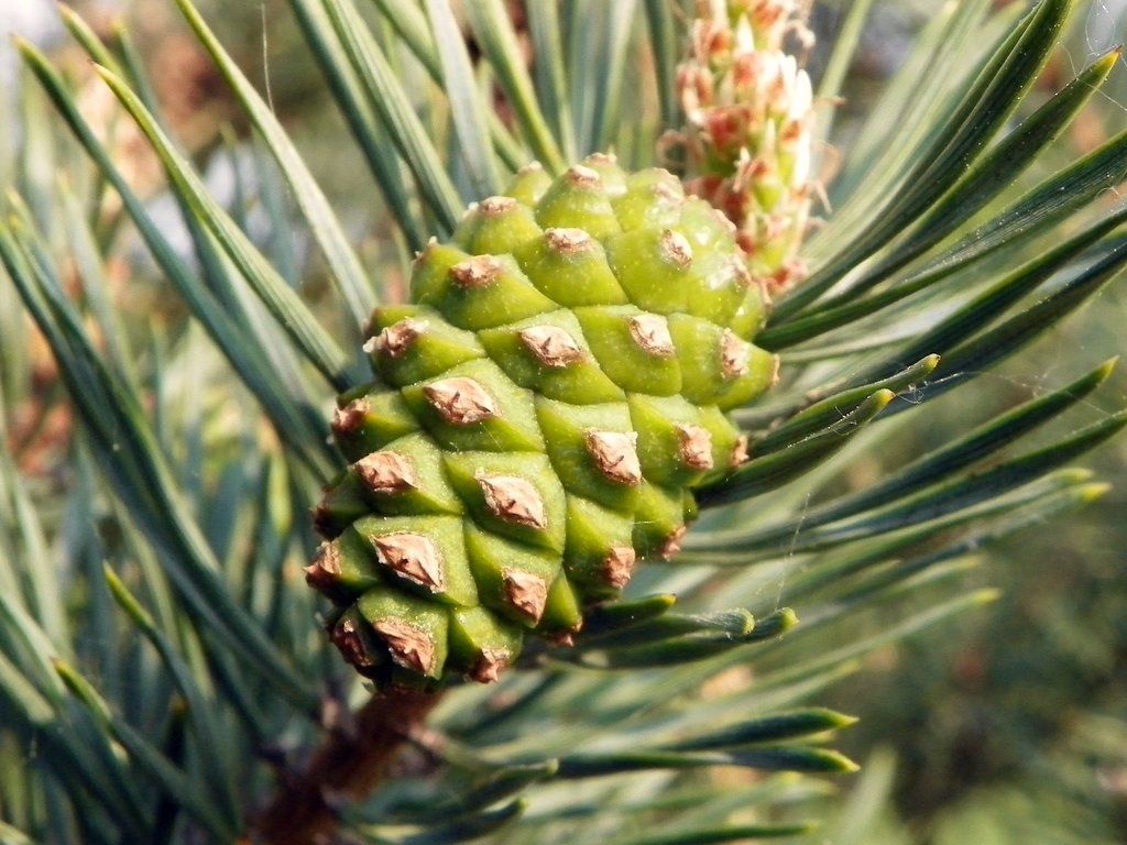 Scots Pine