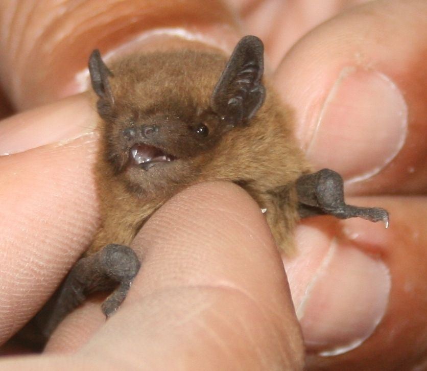 Nathusius's Pipistrelle
