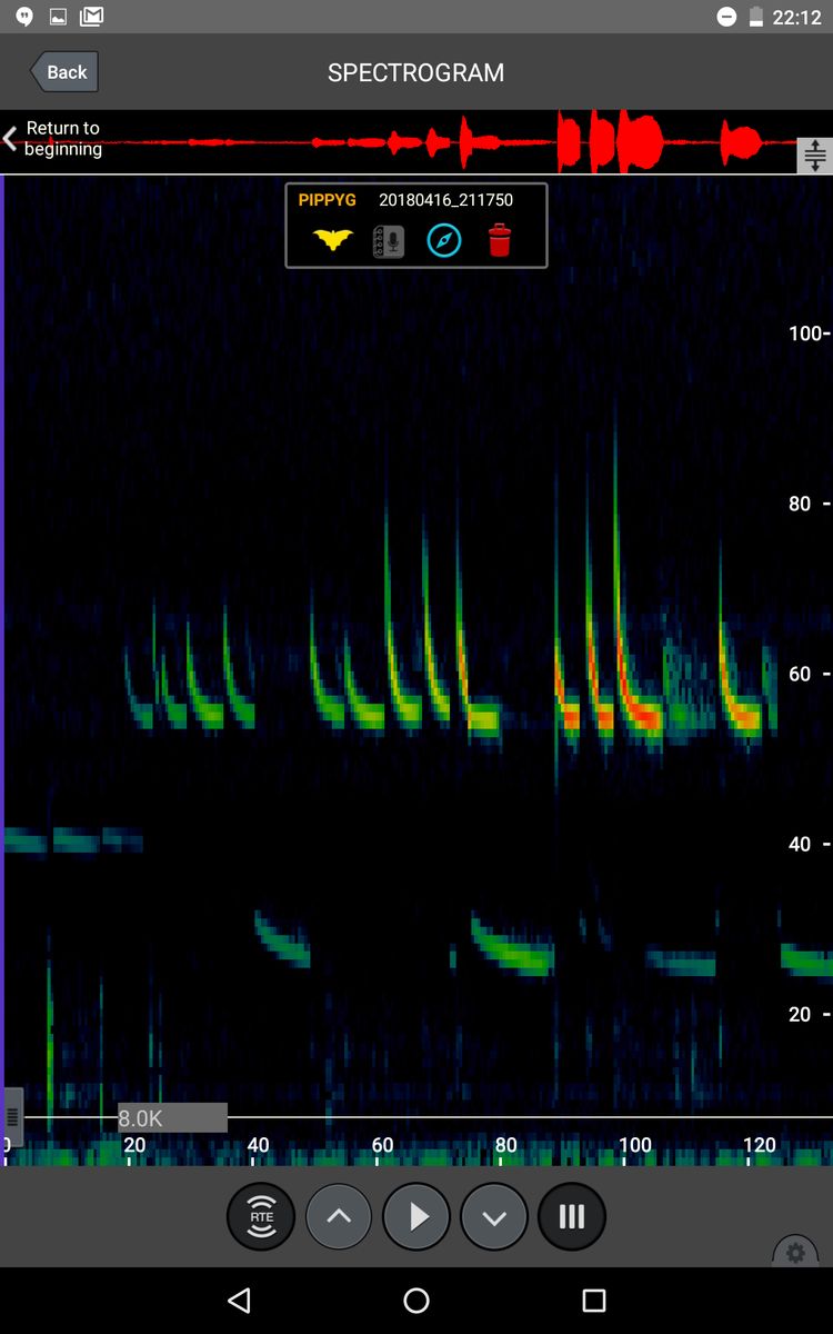 Soprano Pipistrelle