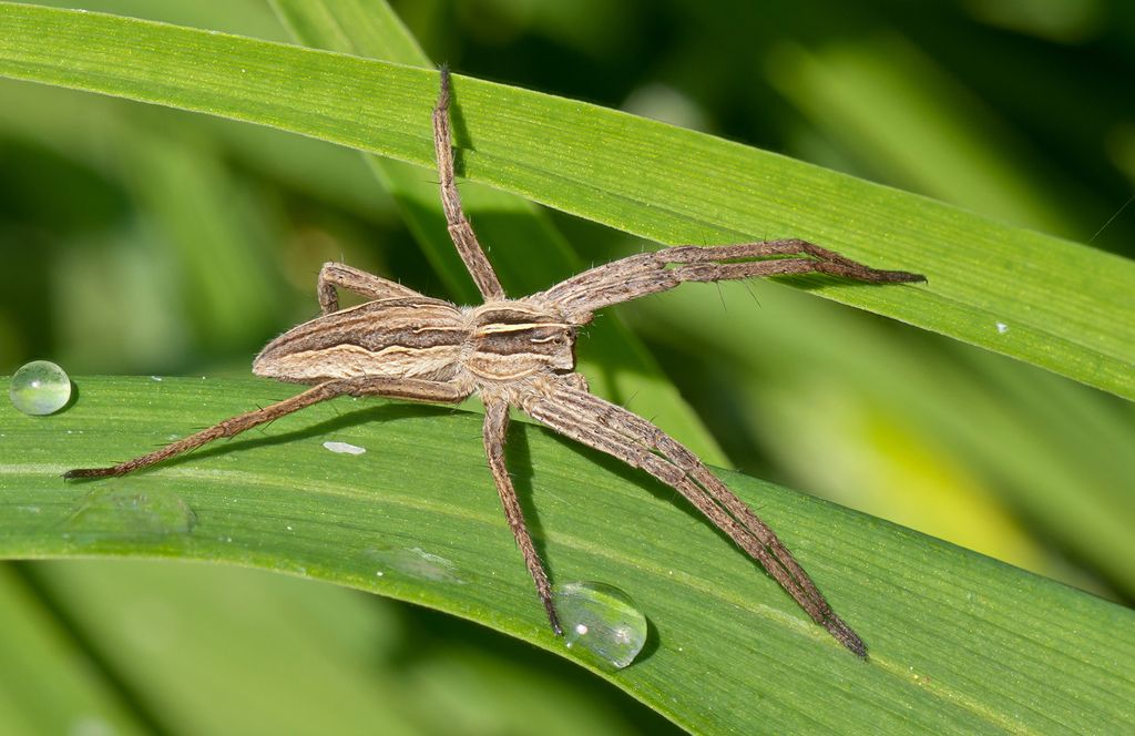 Nursery Web Spider