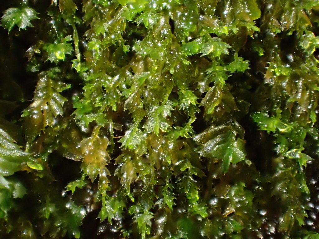 Petty Featherwort