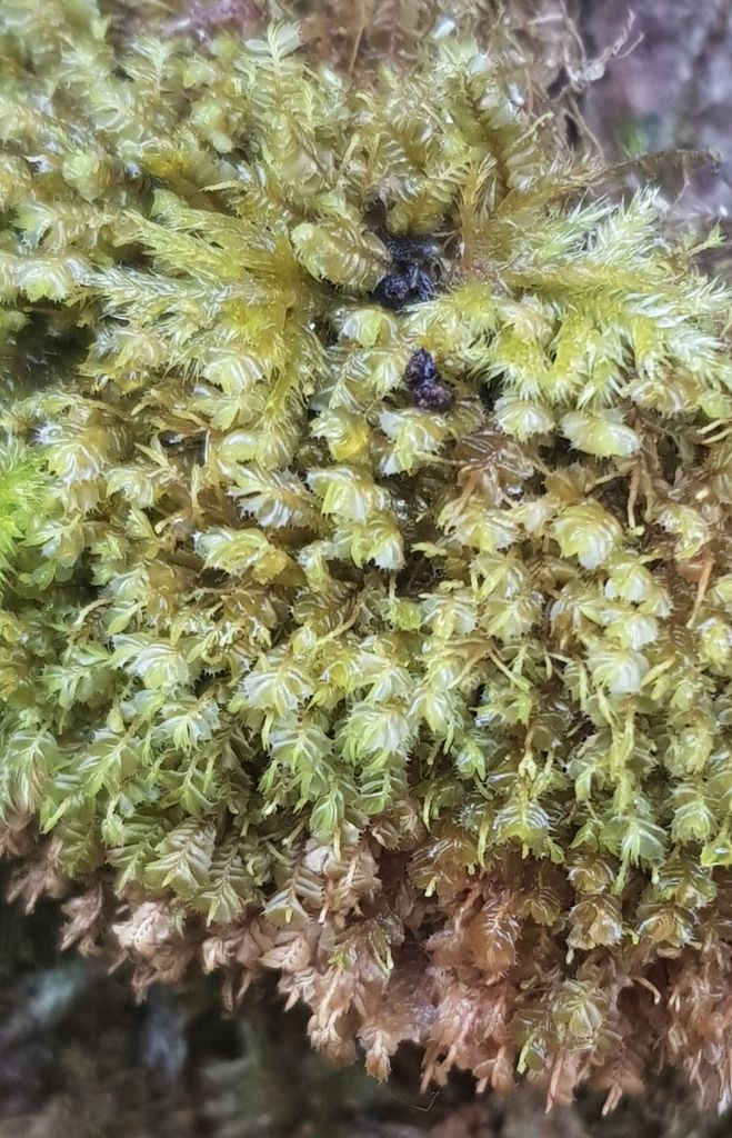 Spotty Featherwort