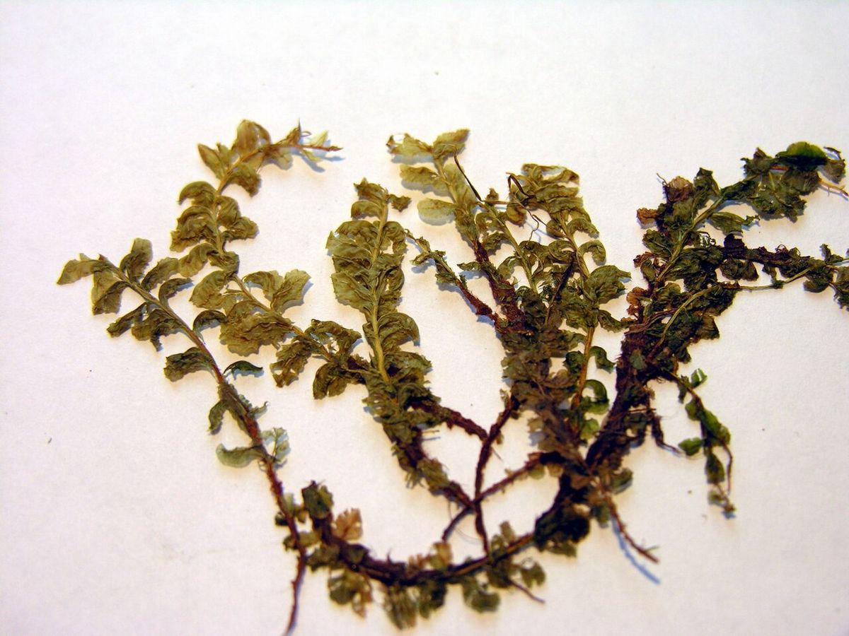 Tall Thyme-moss