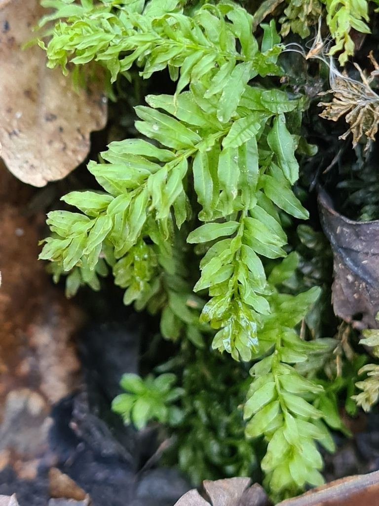 Hart's-tongue Thyme-moss