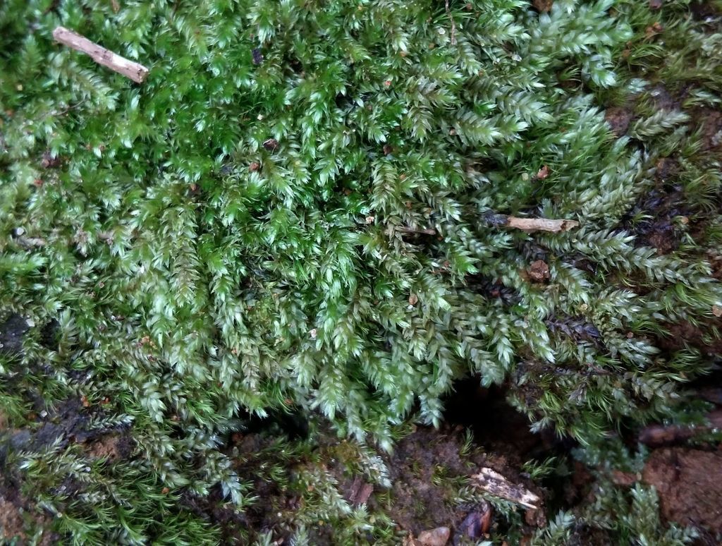 Juicy Silk-moss