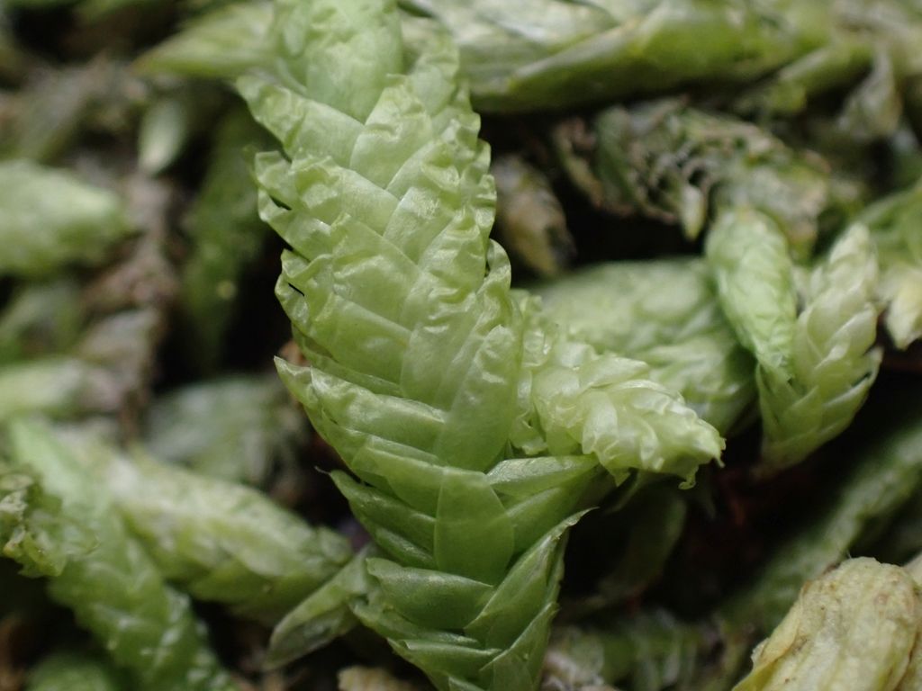 Waved Silk-moss