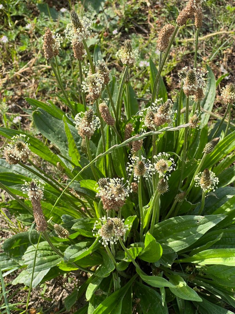 Ribwort Plantain