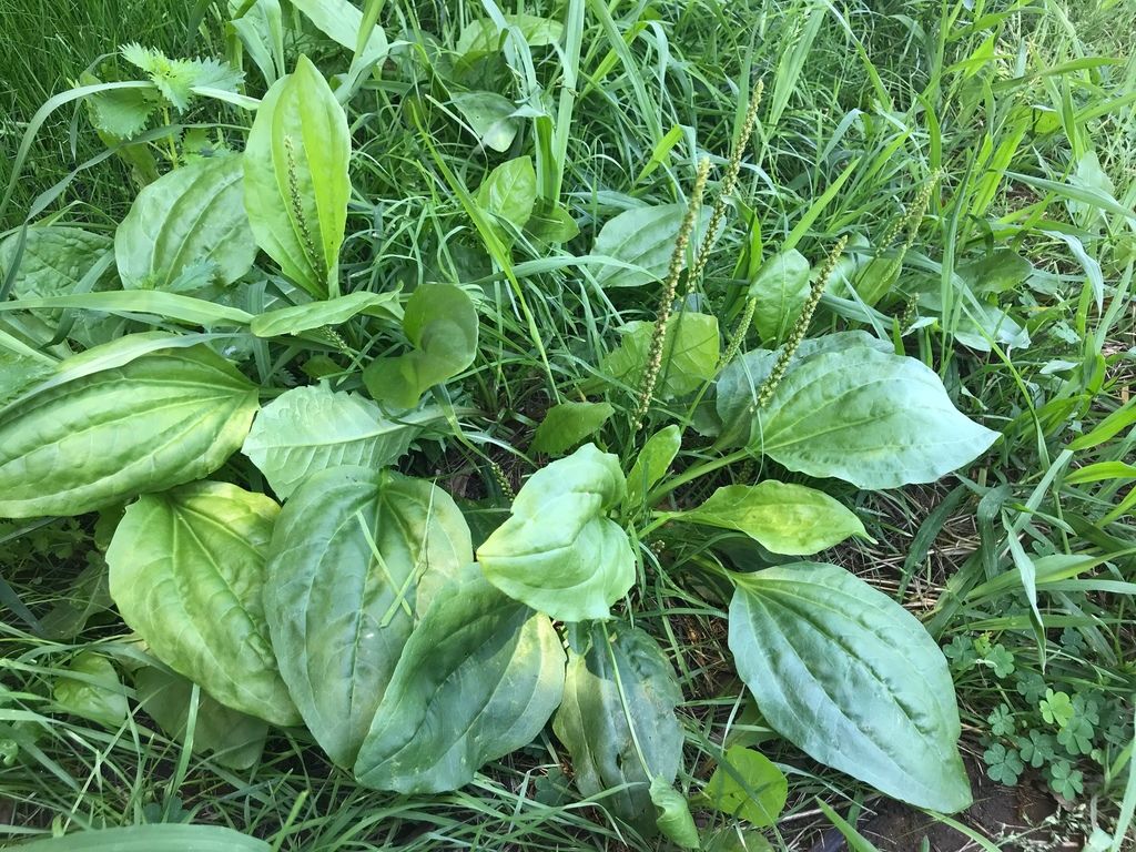 Greater Plantain