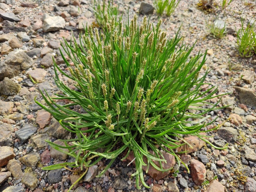 Sea Plantain