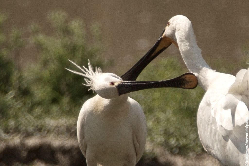 Eurasian Spoonbill