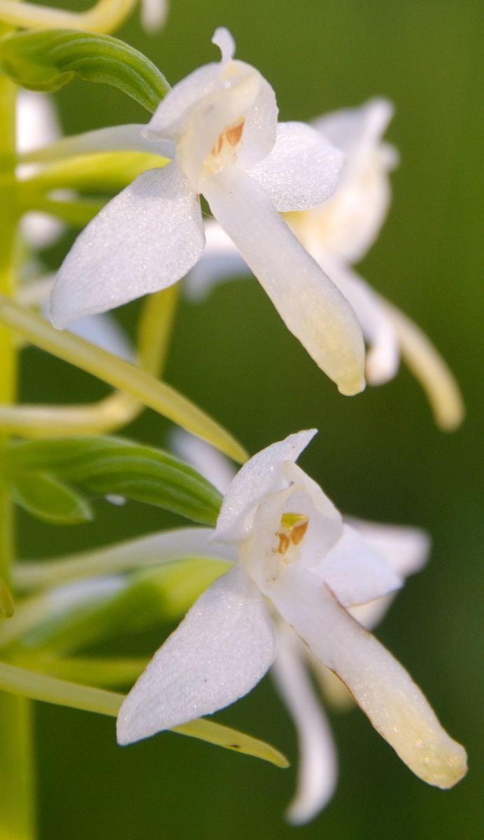 Lesser Butterfly-orchid