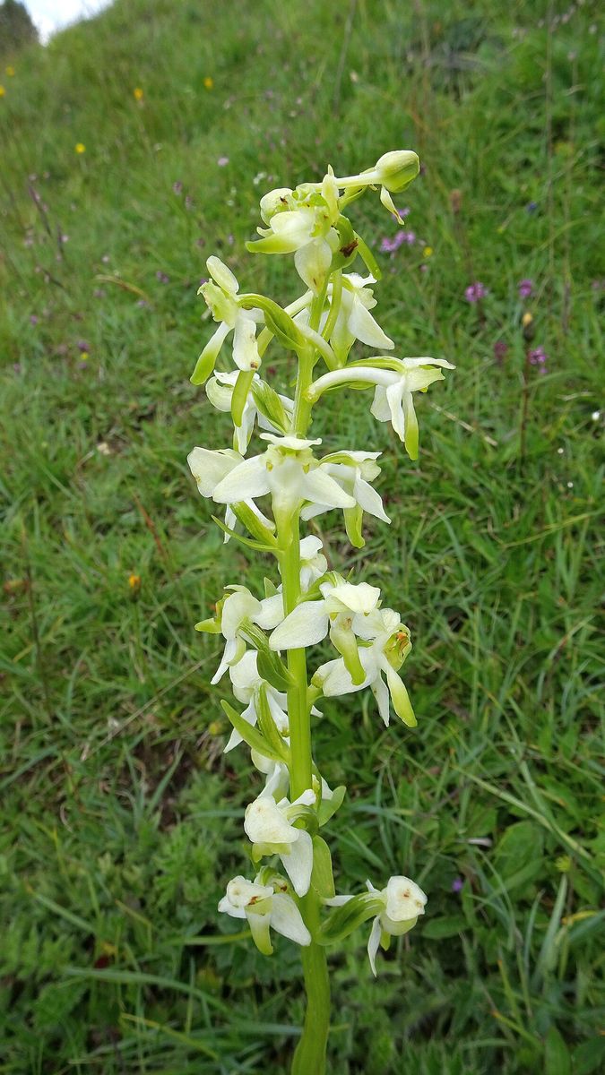Greater Butterfly-orchid