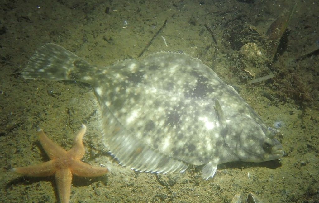 Flounder