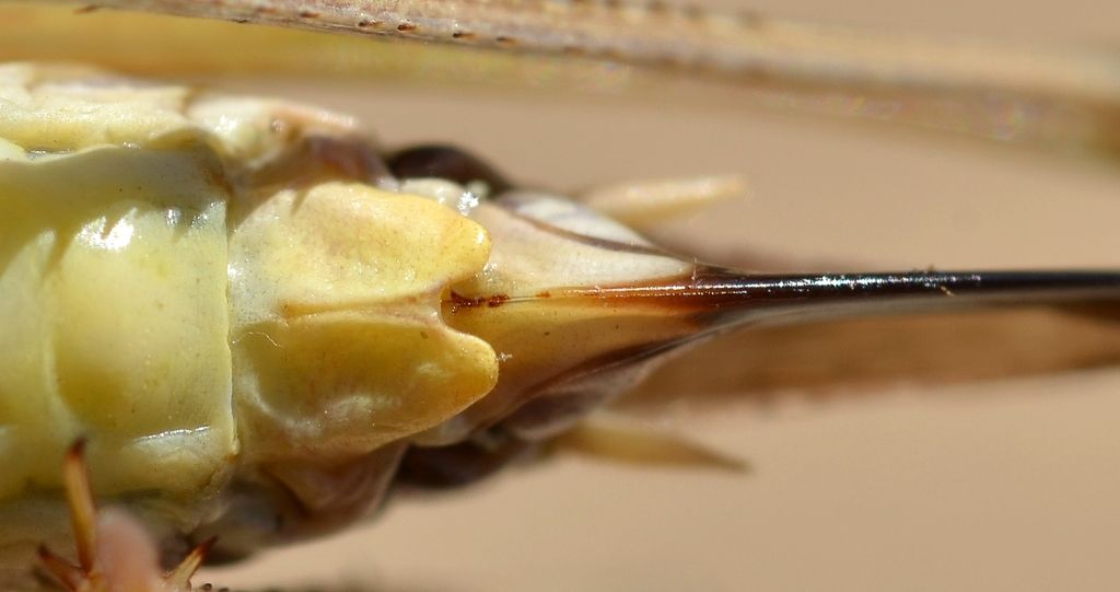 Grey Bush-cricket