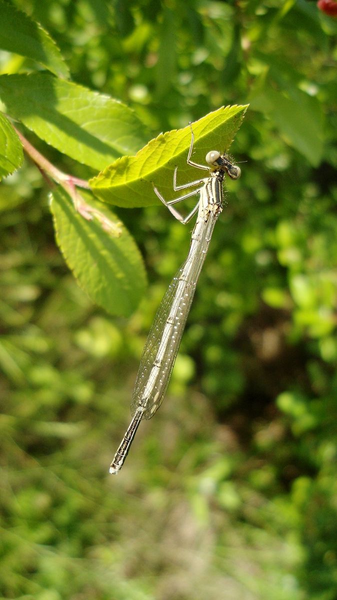 White-legged Damselfly
