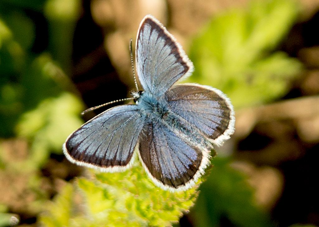 Silver-studded Blue
