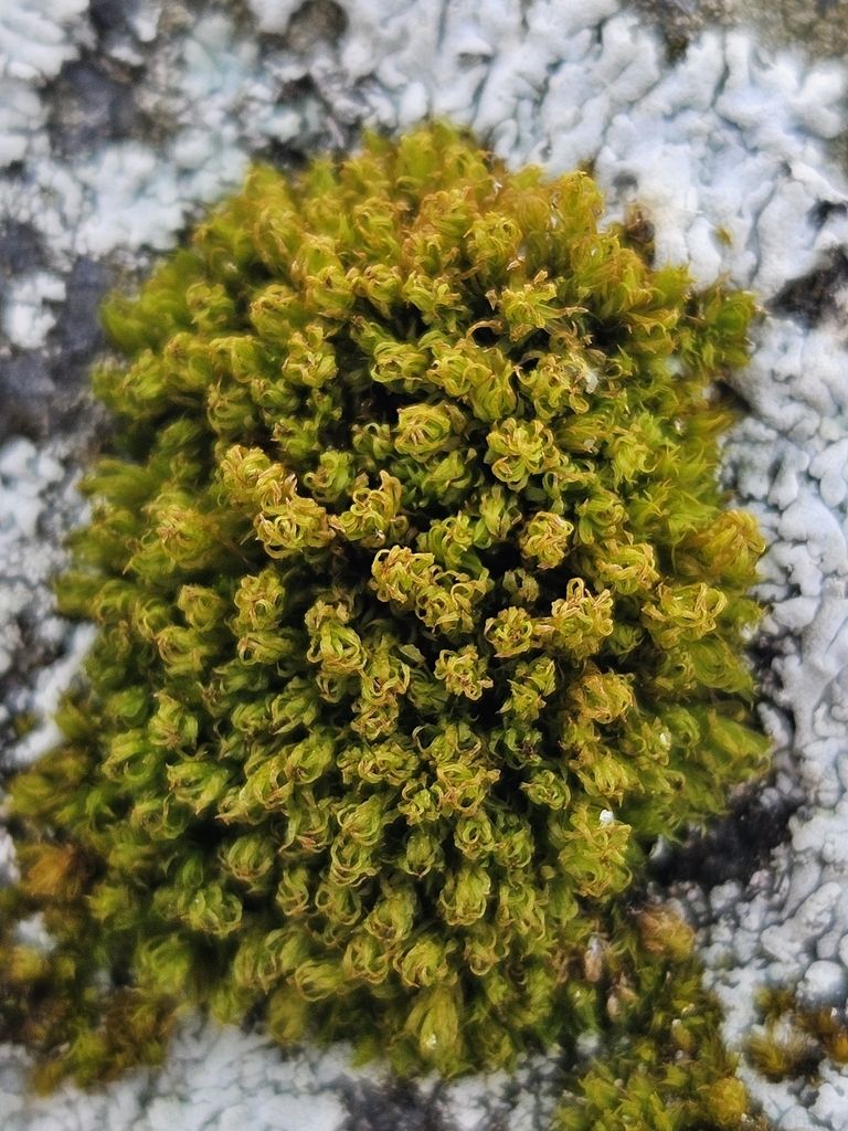 Frizzled Pincushion