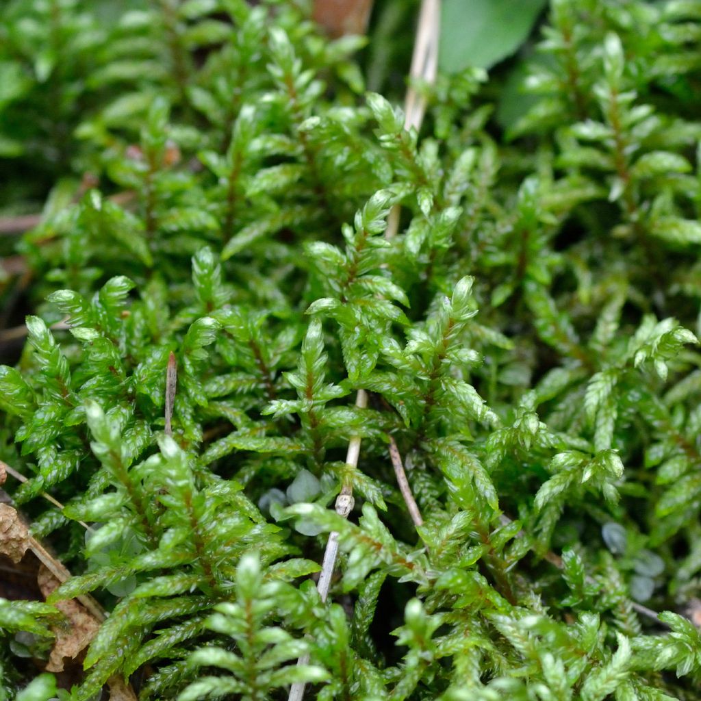 Red-stemmed Feather-moss