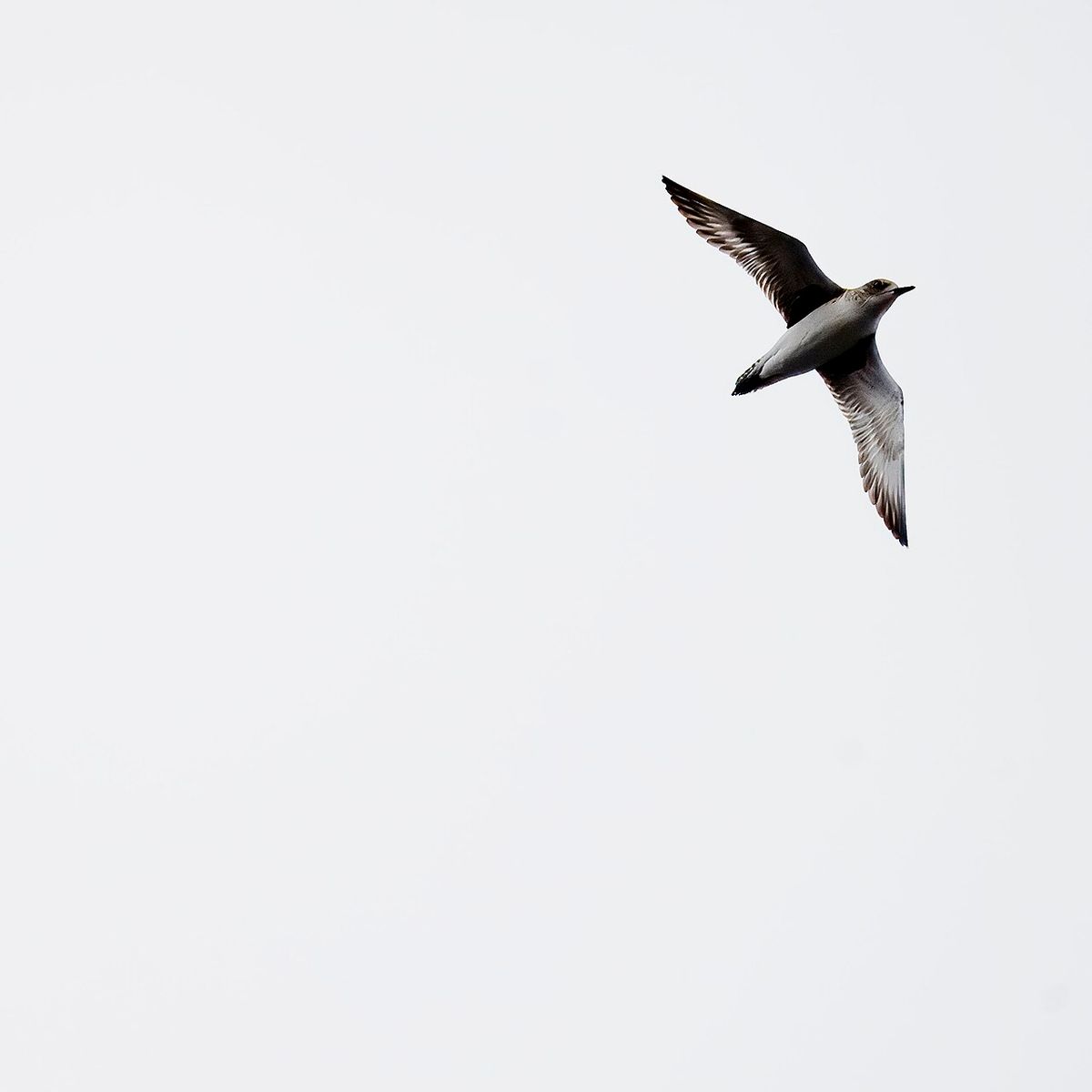Black-bellied Plover