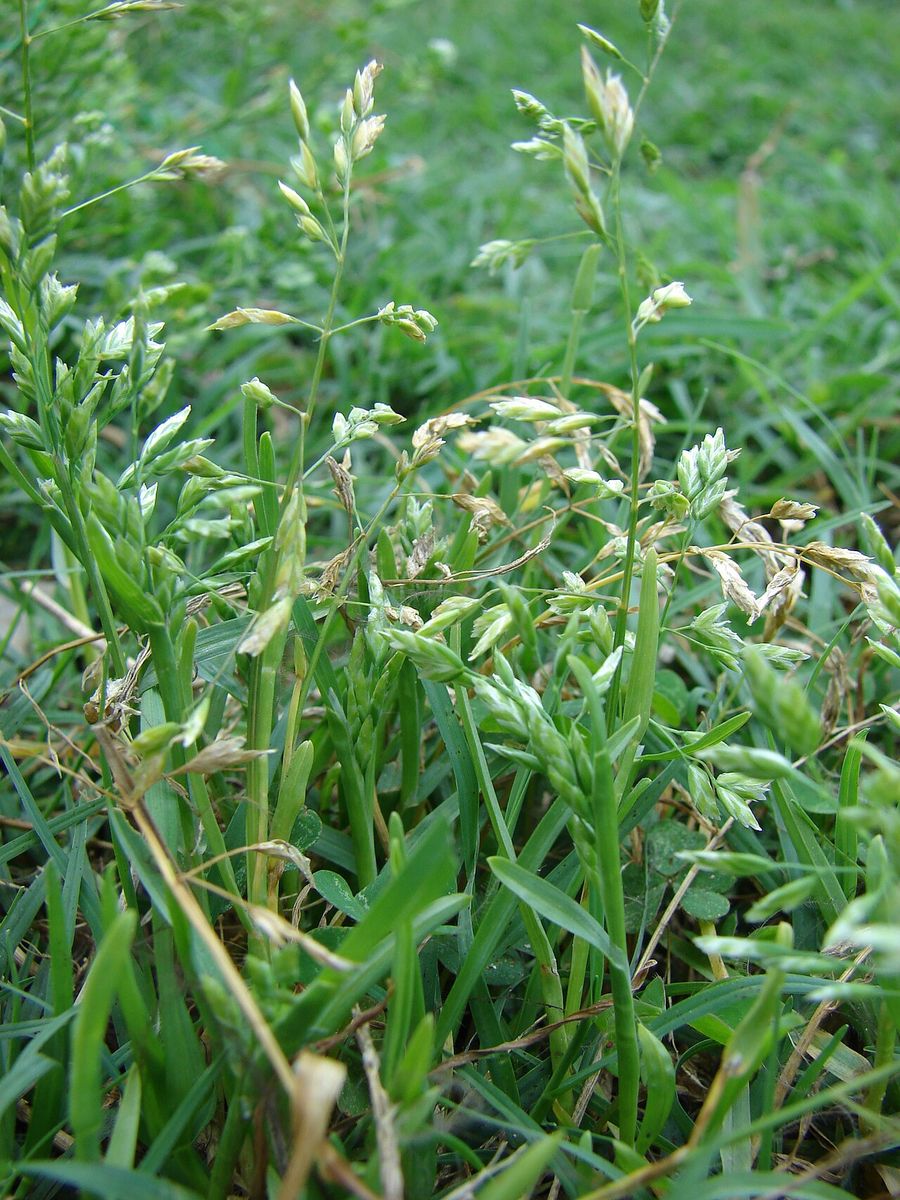 Annual Meadow-grass