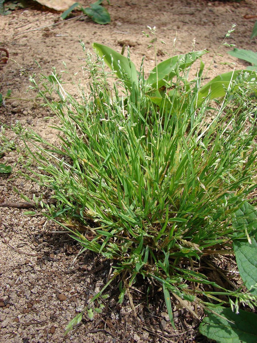 Spreading Meadow-grass