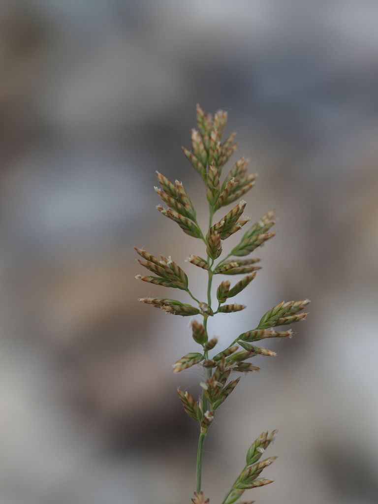 Flattened Meadow-grass
