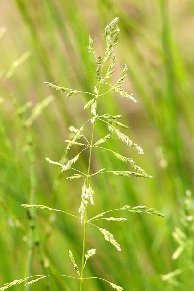 Rough Meadow-grass