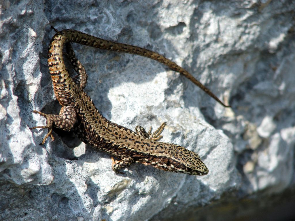 Wall Lizard