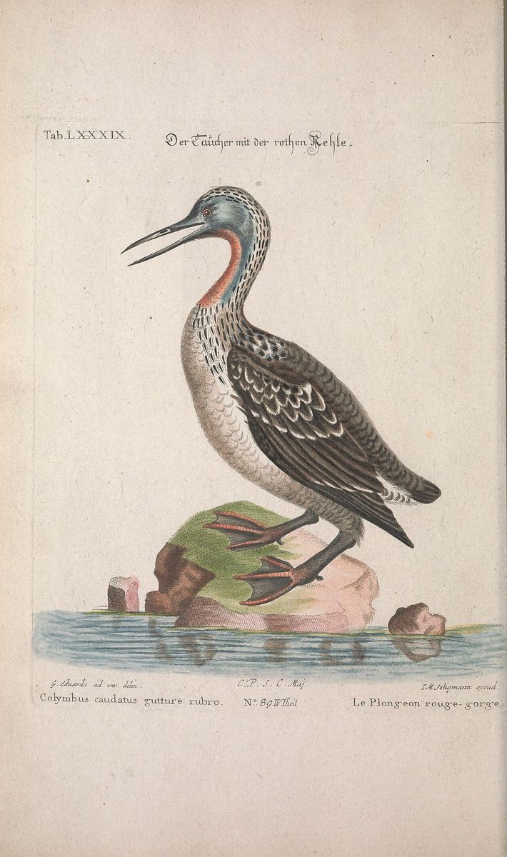 Red-necked Grebe