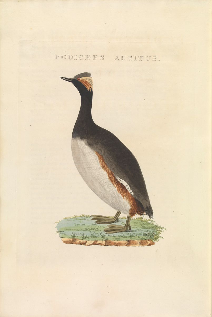 Eared Grebe