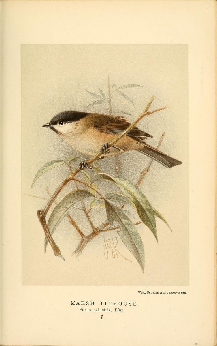 Marsh Tit
