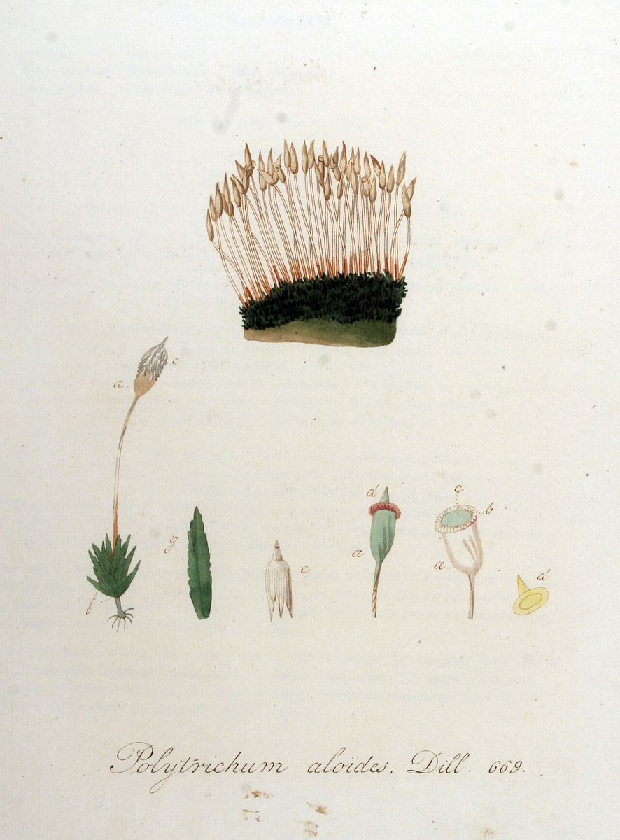Aloe Haircap