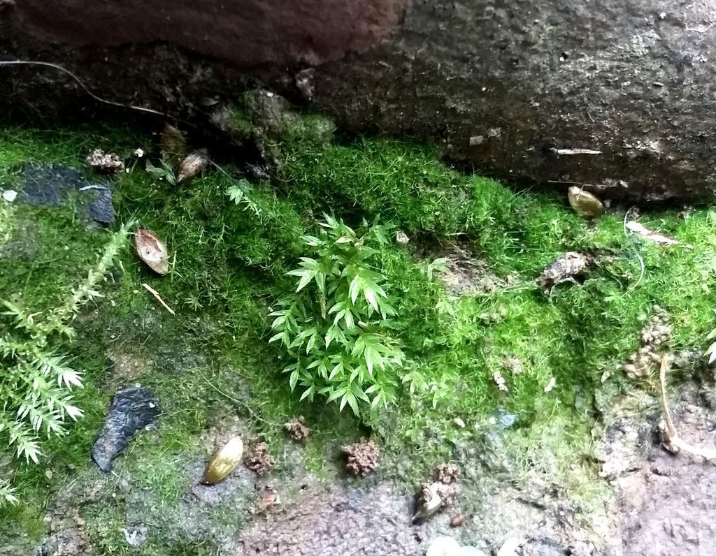 Pink-fruited Thread-moss
