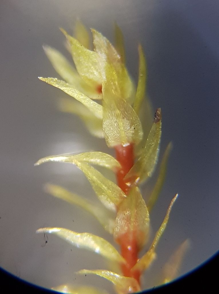 Pale Glaucous Thread-moss