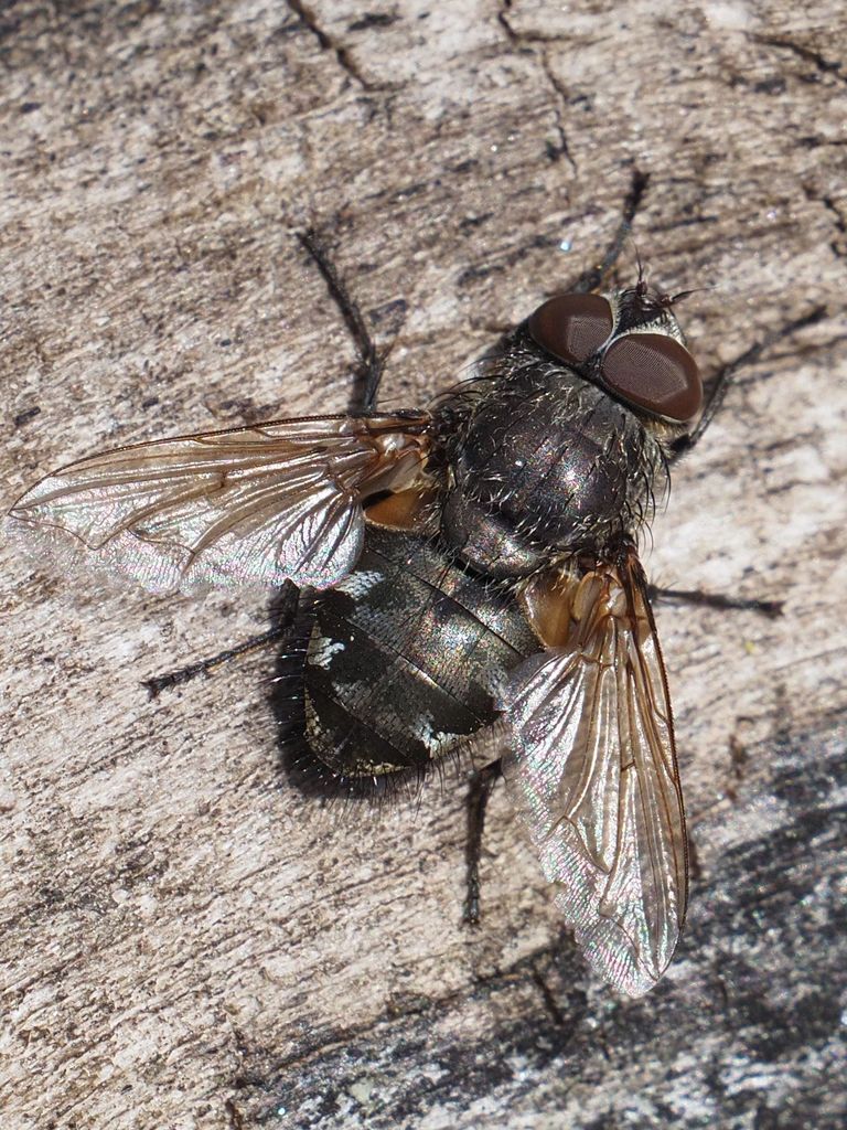 Narrow-cheeked Clusterfly