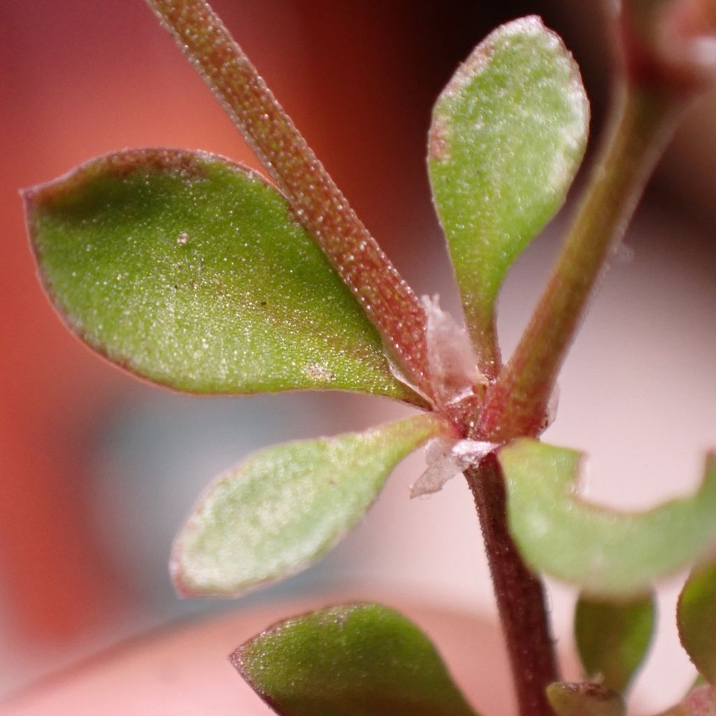 Four-leaved Allseed