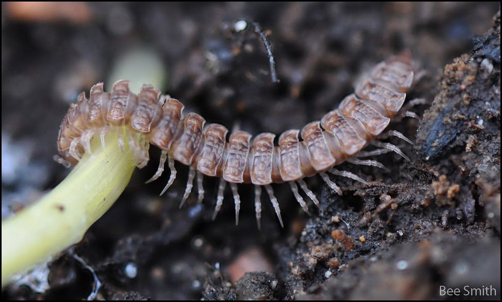 Common Flat-backed Millipede