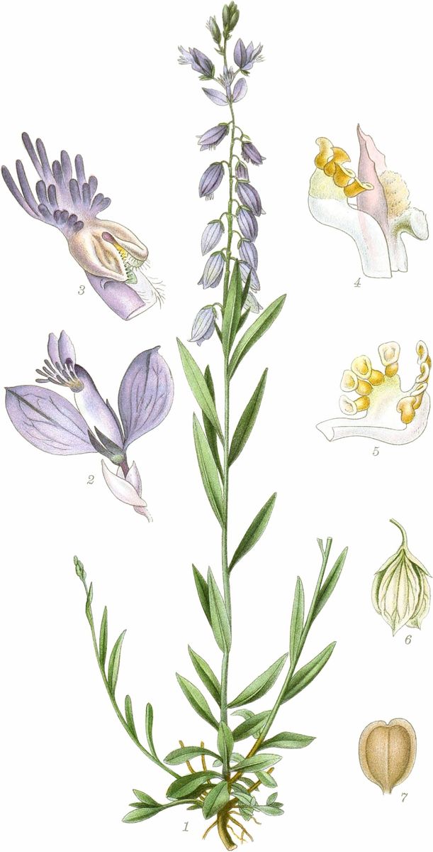 Common Milkwort