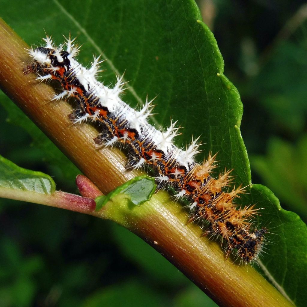 Comma