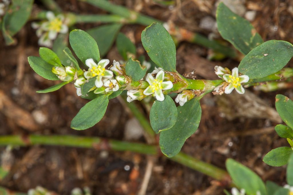 Equal-leaved Knotgrass