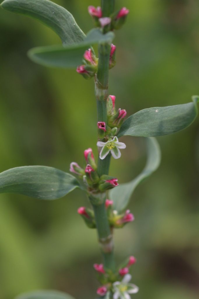 Knotgrass